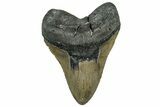 Huge, Fossil Megalodon Tooth - North Carolina #319918-1